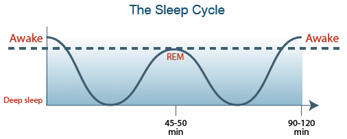 Infant Sleep Cycles Chart